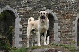 KANGAL 182